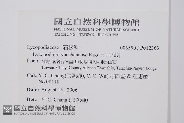 日本石松藏品圖，第2張