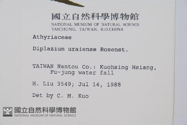 烏來雙蓋蕨藏品圖，第2張