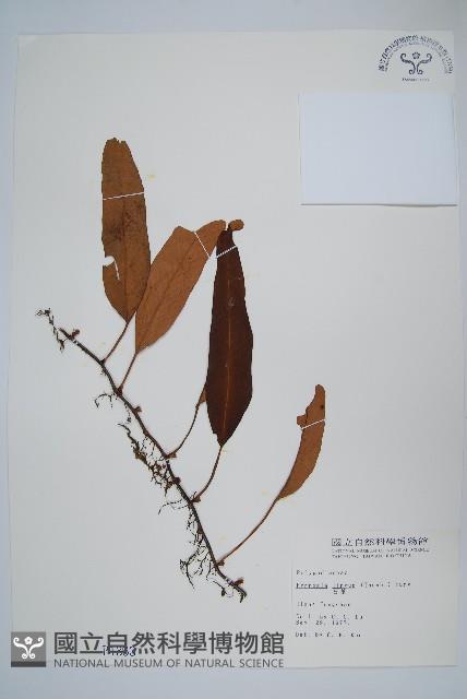 石葦藏品圖，第1張