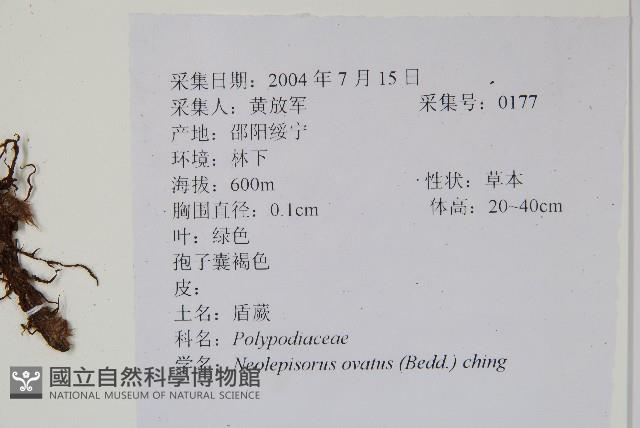 盾蕨藏品圖，第2張