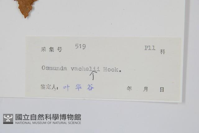 華南紫萁藏品圖，第2張