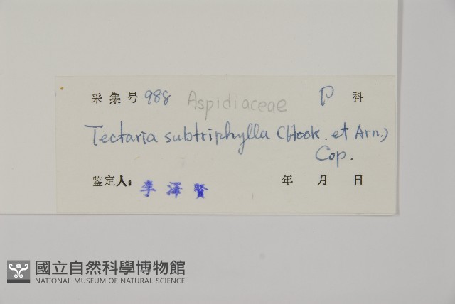 三叉蕨藏品圖，第2張