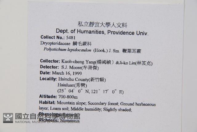 鞭葉耳蕨藏品圖，第2張