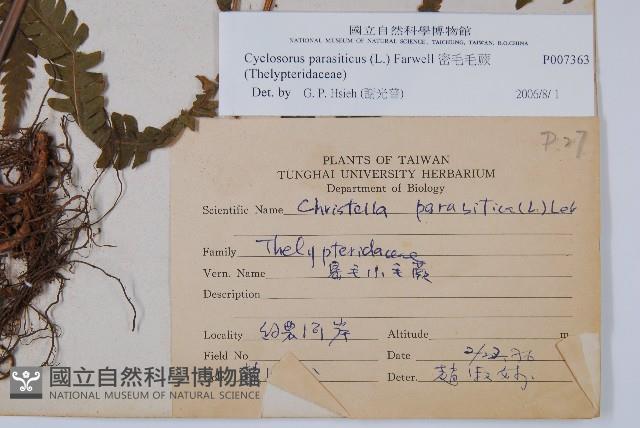 密毛毛蕨藏品圖，第2張