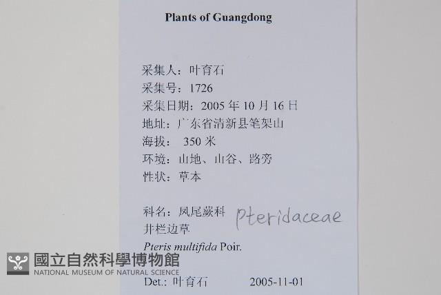 鳳尾蕨藏品圖，第2張