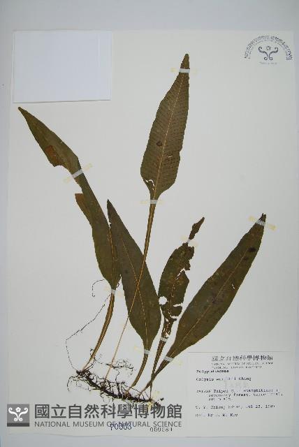 萊氏線蕨藏品圖，第1張