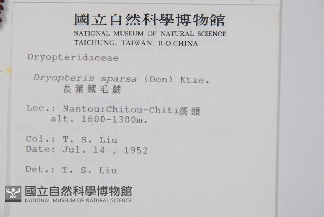 長葉鱗毛蕨藏品圖，第2張