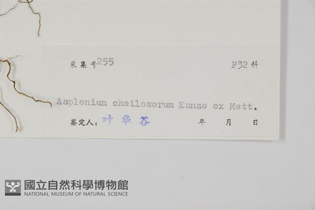 薄葉孔雀鐵角蕨、邊孢鐵角蕨藏品圖，第2張
