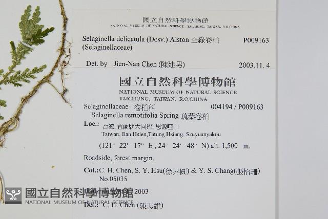 全緣卷柏藏品圖，第2張