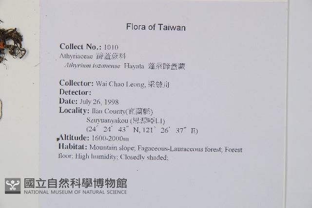 蓬萊蹄蓋蕨藏品圖，第2張