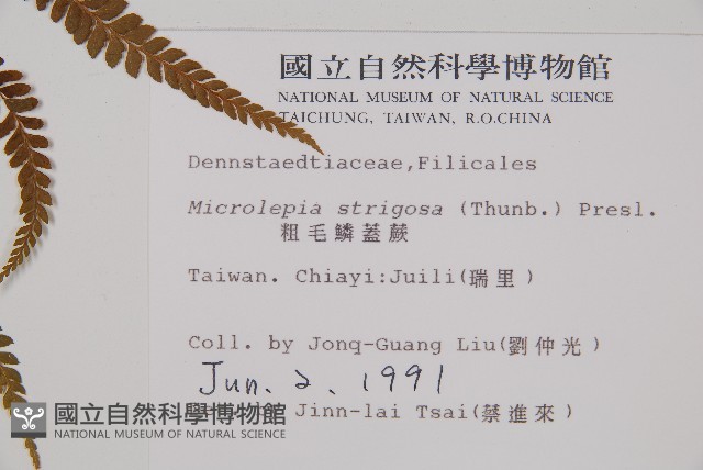 粗毛鱗蓋蕨藏品圖，第2張
