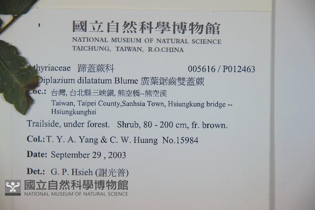 廣葉鋸齒雙蓋蕨藏品圖，第2張