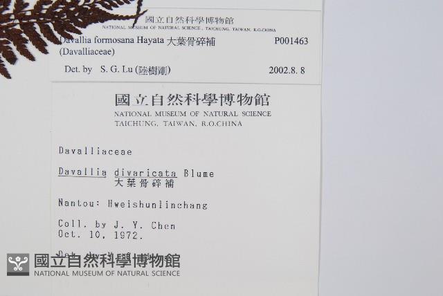 大葉骨碎補、台灣骨碎補、骨碎補藏品圖，第2張