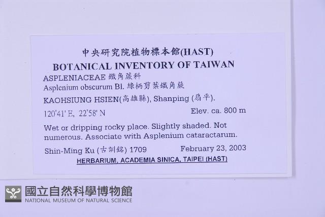 綠柄剪葉鐵角蕨藏品圖，第5張