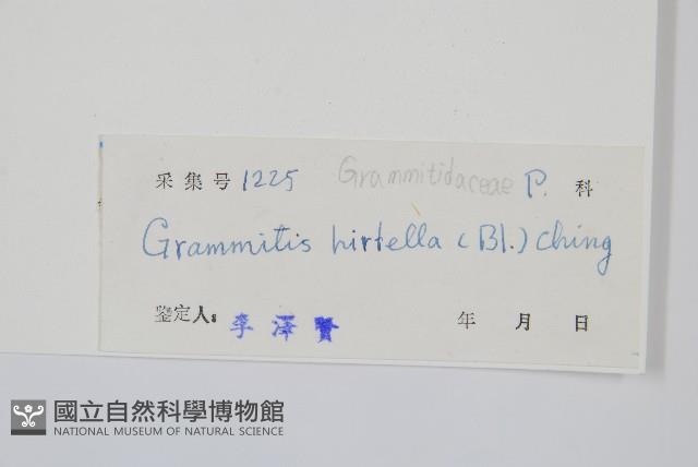 紅毛禾葉蕨藏品圖，第2張