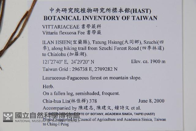 書帶蕨藏品圖，第2張