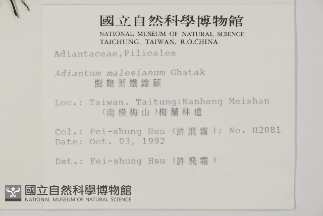馬來鐵線蕨藏品圖，第2張