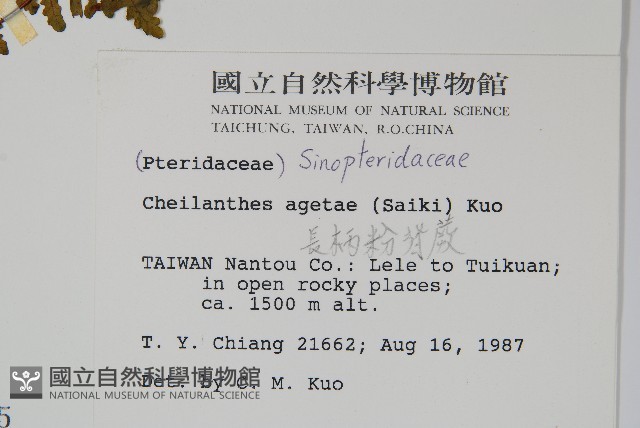 深山粉背蕨藏品圖，第2張