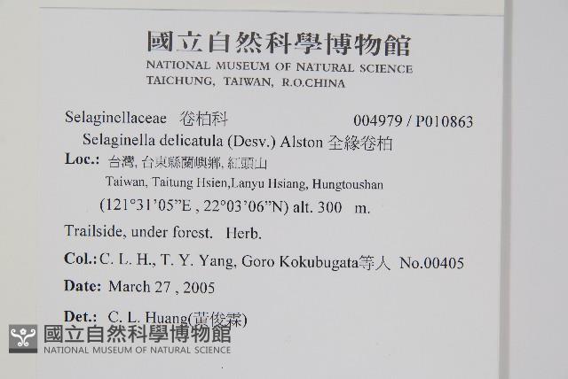 全緣卷柏藏品圖，第2張