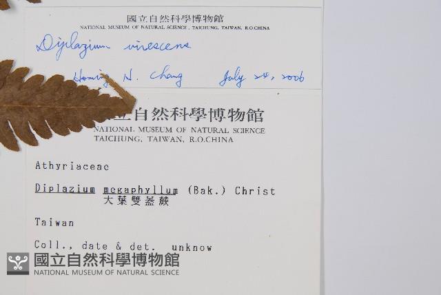 刺柄雙蓋蕨藏品圖，第2張