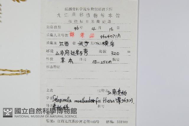 江南卷柏藏品圖，第2張