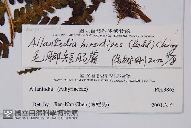 毛腳短腸蕨藏品圖，第2張