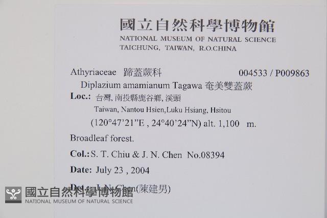 奄美雙蓋蕨藏品圖，第2張