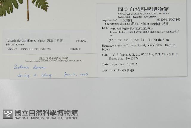 薄葉三叉蕨藏品圖，第2張