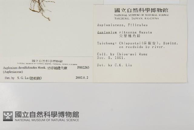 骨碎補鐵角蕨藏品圖，第5張