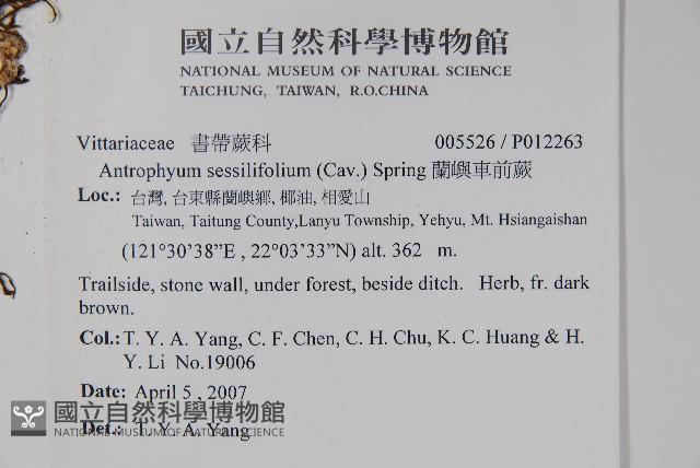 蘭嶼車前蕨藏品圖，第2張