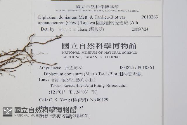 隱脈細柄雙蓋蕨藏品圖，第2張