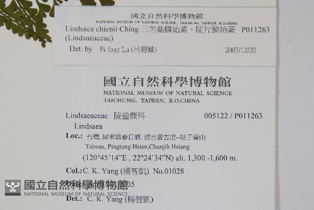 闊片鱗始蕨、錢氏鱗始蕨藏品圖，第2張