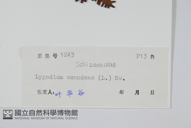 小葉海金沙藏品圖，第2張