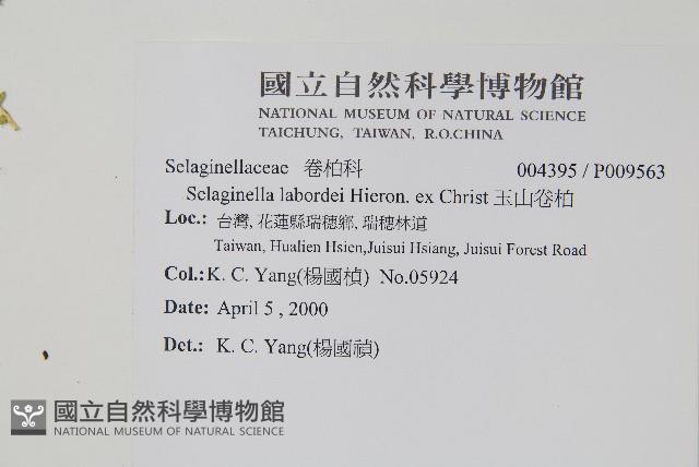 玉山卷柏藏品圖，第2張