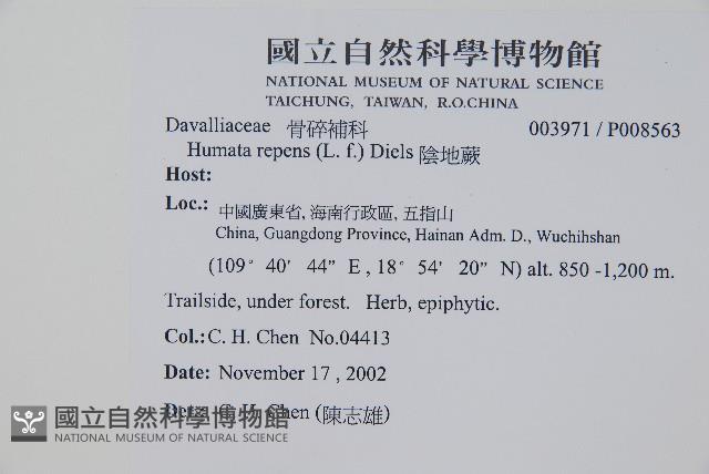 陰石蕨藏品圖，第2張