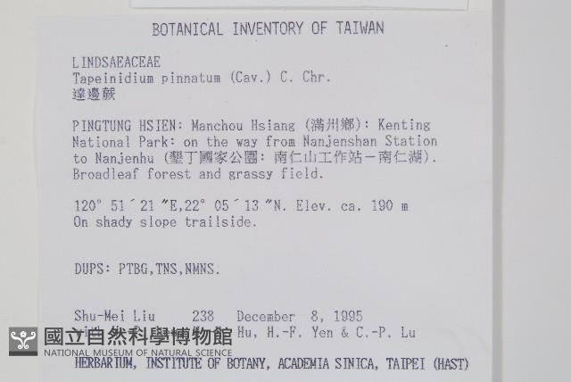 達邊蕨藏品圖，第2張