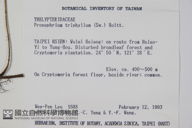 新月蕨藏品圖，第2張