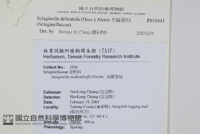 全緣卷柏藏品圖，第2張