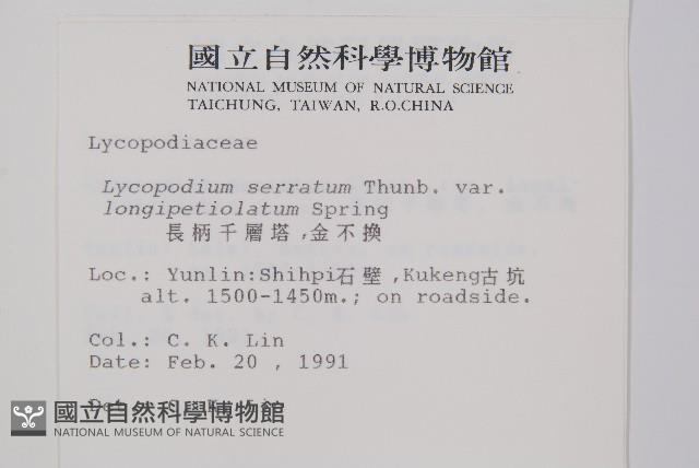 長柄千層塔藏品圖，第2張