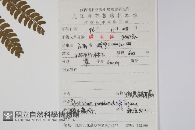 假黑鱗耳蕨藏品圖，第1張