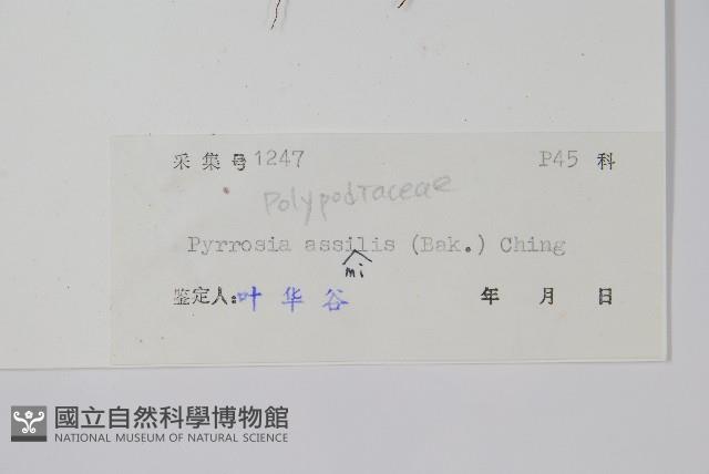 相異石韋藏品圖，第2張