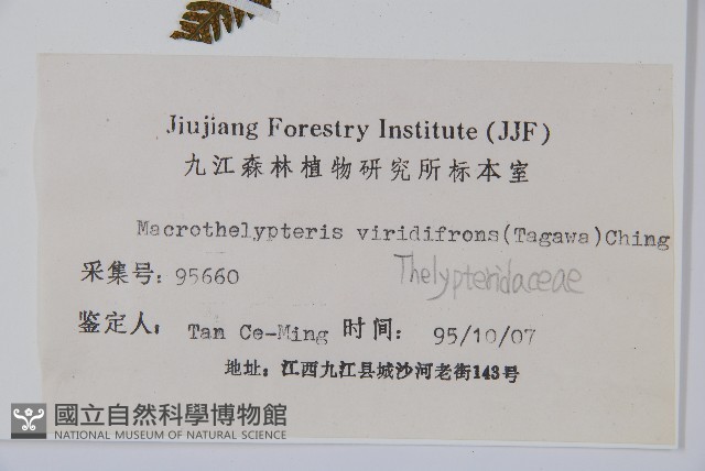 假普通針毛蕨藏品圖，第2張