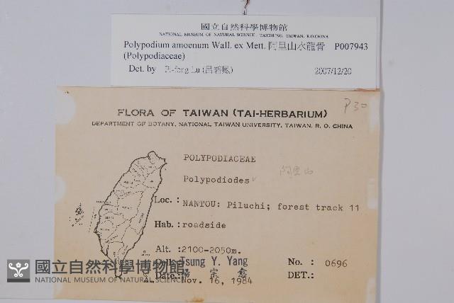 阿里山水龍骨藏品圖，第2張