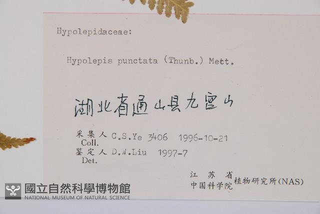 姬蕨藏品圖，第2張