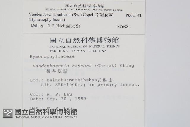 南海瓶蕨藏品圖，第2張