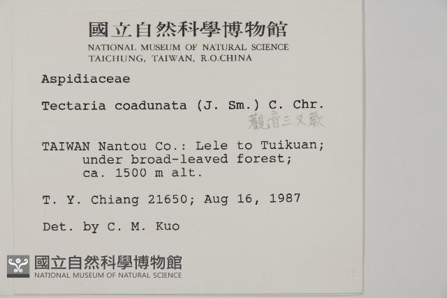 陰地三叉蕨藏品圖，第2張