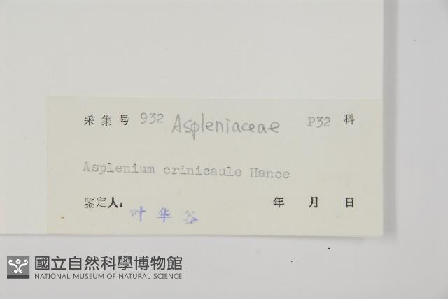 毛軸鐵角蕨藏品圖，第2張