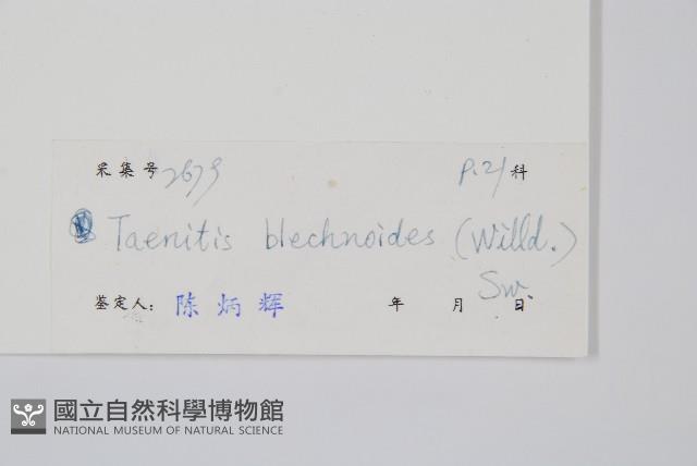 竹葉蕨藏品圖，第2張