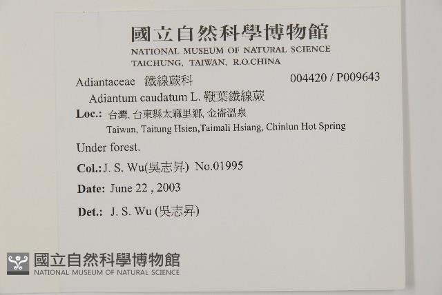 鞭葉鐵線蕨藏品圖，第2張