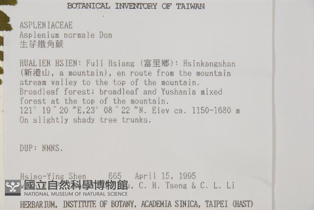 生芽鐵角蕨藏品圖，第2張